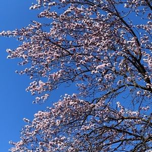 Meet your Posher, Alice